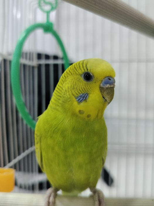 Орро Рено 8 т 5 джи