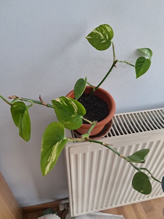 Vand planta tradescantia, și epipremnum