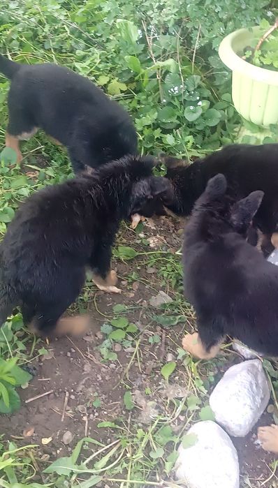 Продам щенков немецкой овчарки