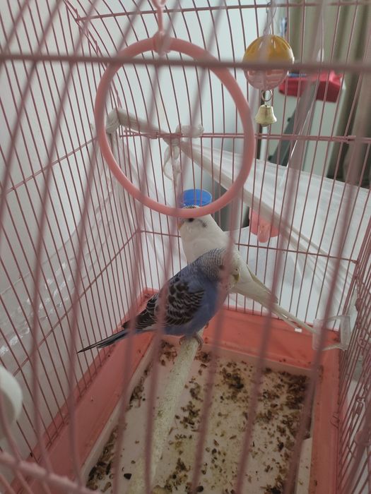 продам попугая со всеми условьями