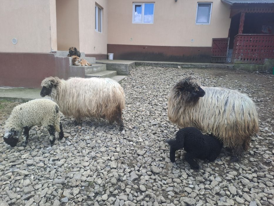 Vând oi bucălăi!!