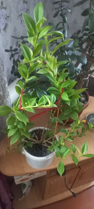 Продам комнатные цветы