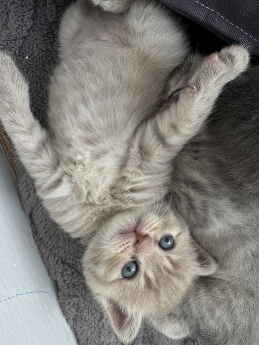 Британские котята вислоухие