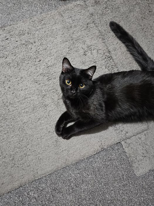 Симба в добрые руки.