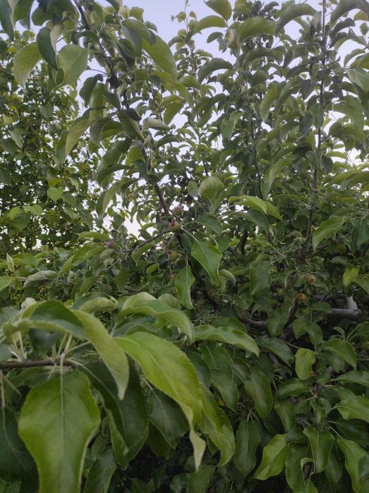 Продам дачу 9 соток на обществе Восход.