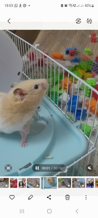 Продам милого хомяка