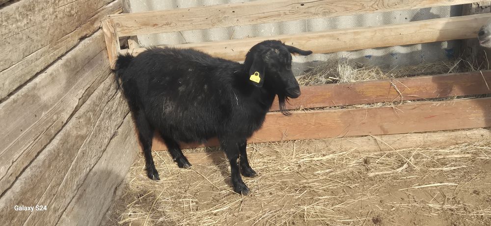 1 Теке,2 Ешки      .