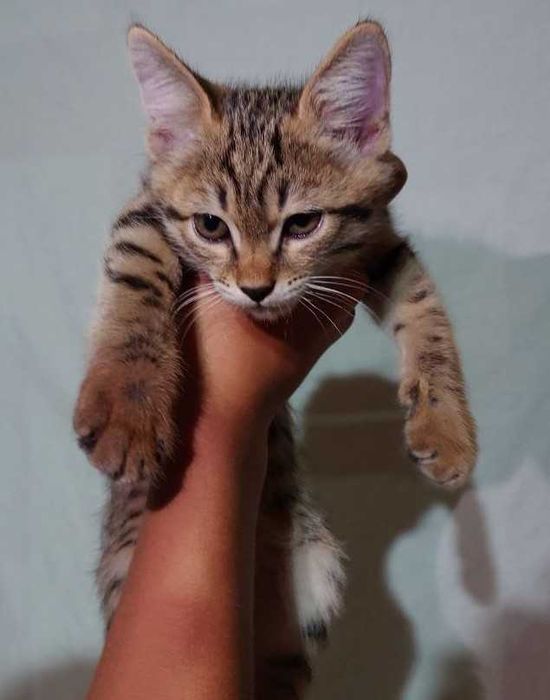 Отдадим котят / Мушукчаларни берворамиз