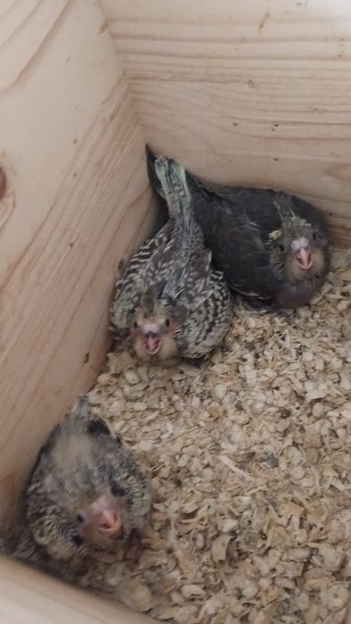 Pui de nimfe, foarte blânzi