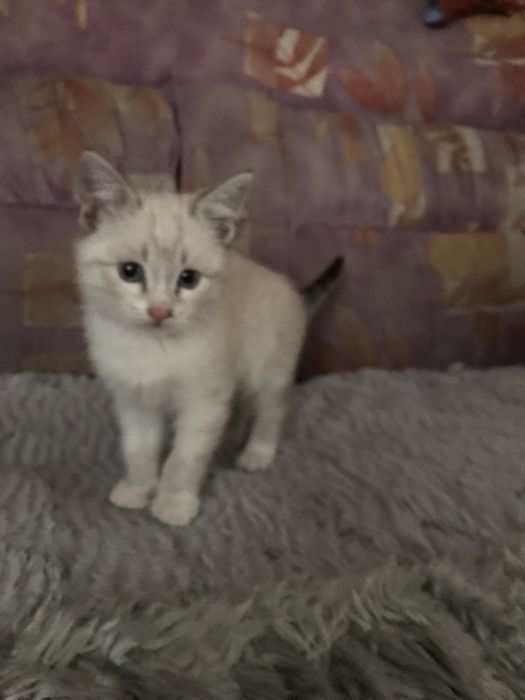 :) Сиамские котята