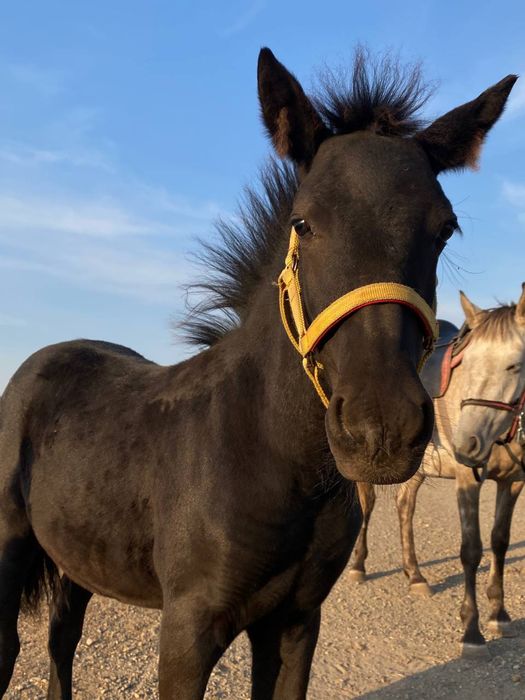 Продам лошадь с жеребенком