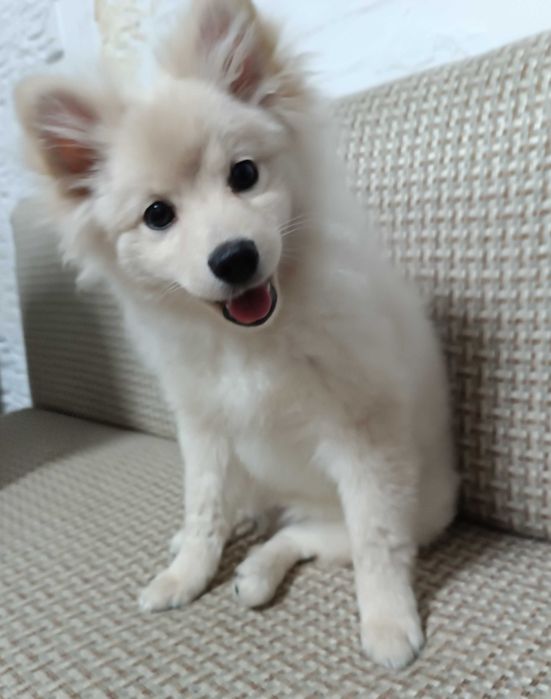 Продается щенок Шпица