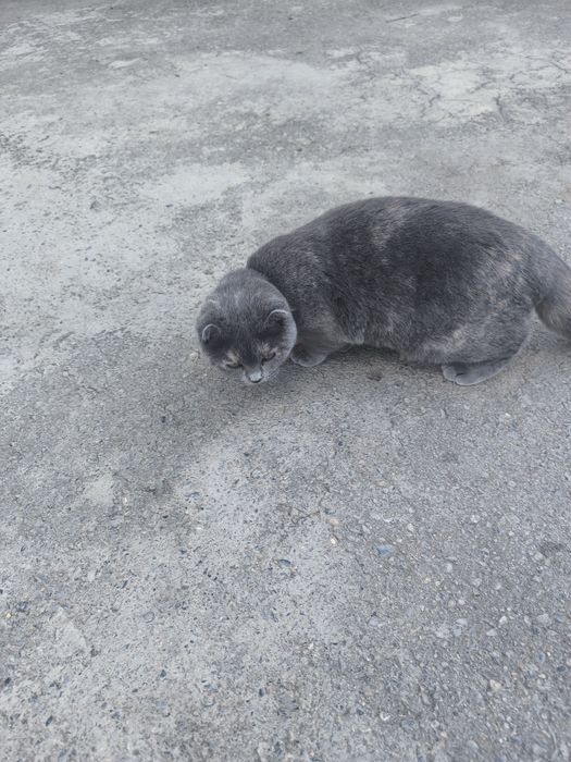 Скоттиш фолд мушуги оргинал