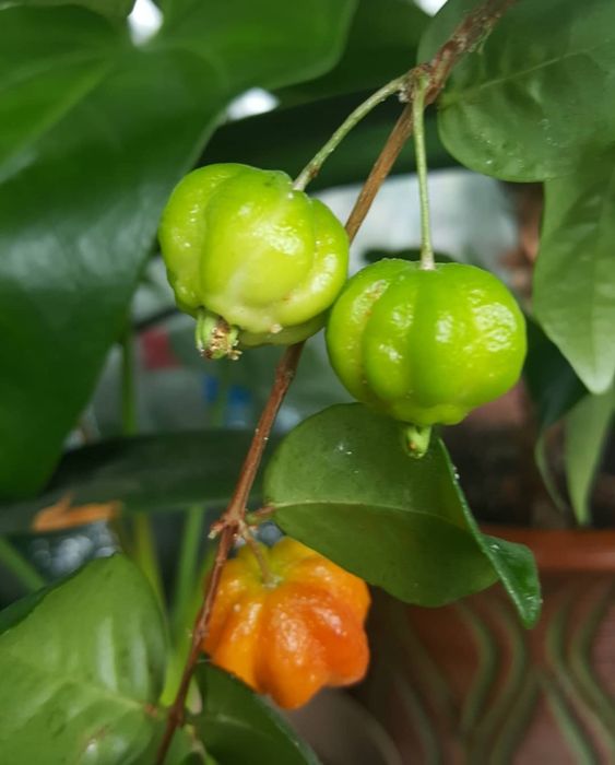 Комнатная вишня Евгения