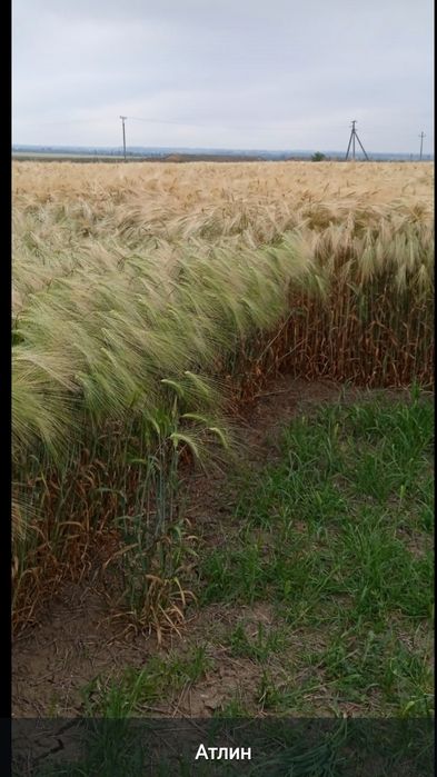 Семена ячменя Атлин