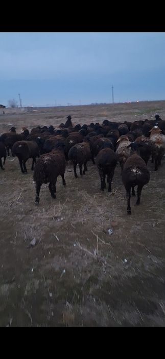 Qo'chqorlar sotiladi Soni 78 ta