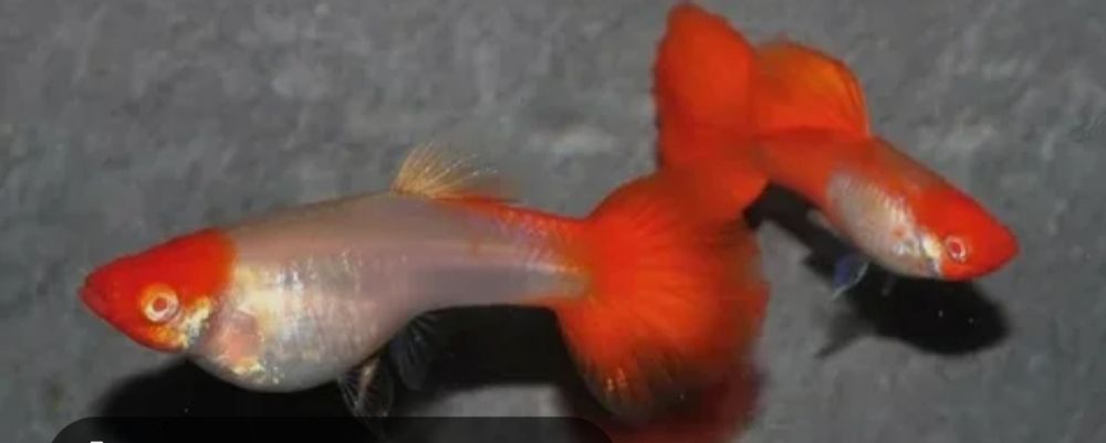 Гуппи кои Тукседо.