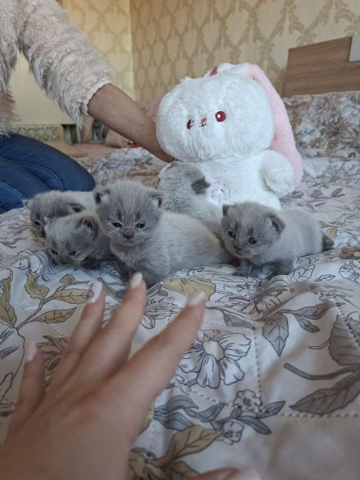 Британски сини колорпойнт късокосмести котенца