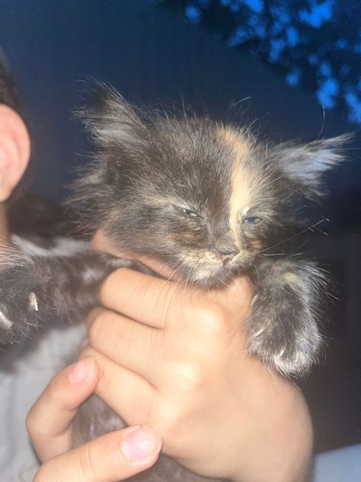 Кошка маленькая 1-2 мес