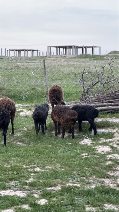 Кой кои сатылады срочно
