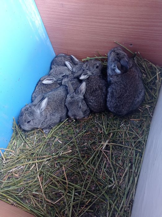 Крольчата,кролики.