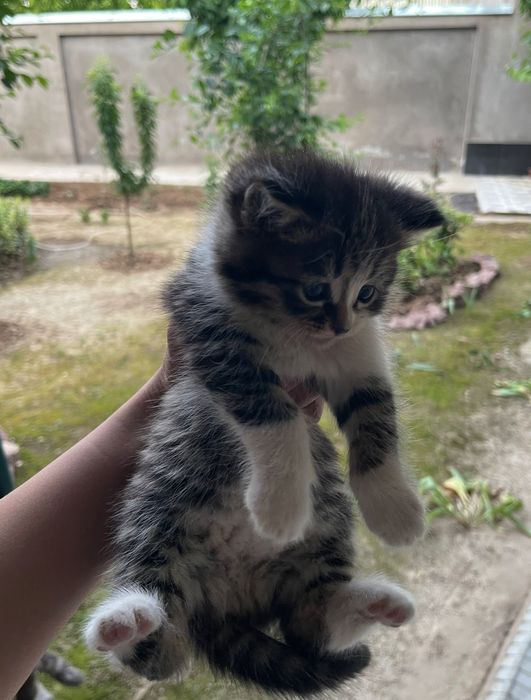 Котята-метисы от (Scottish Fold)