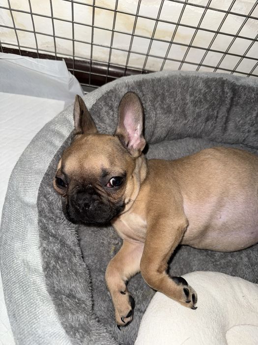 Французкий бульдок