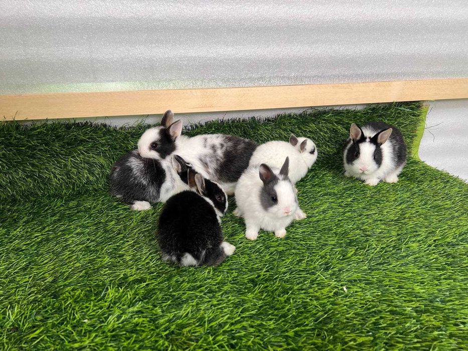 Карликовые кролики (карлик қуёнлар)