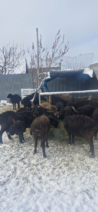 Қошқар сатылады.