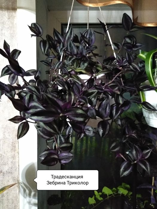 Продам комнатные цветы