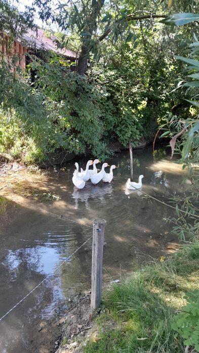 Vând gâște tinere