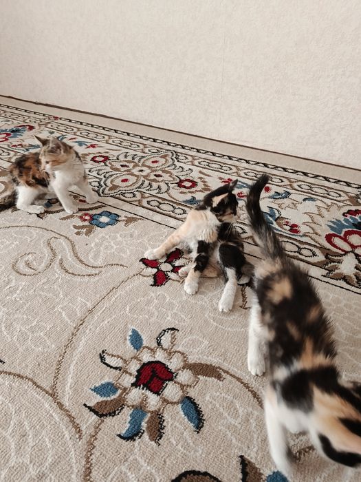Котята в добрые руки
