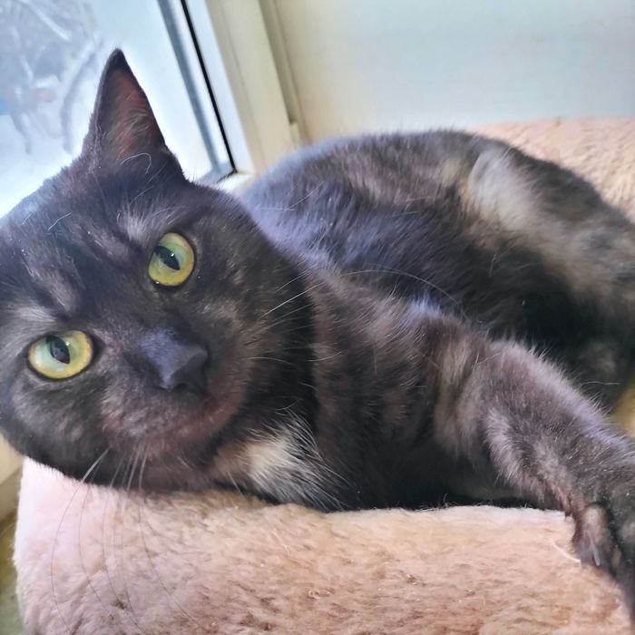 Котик кастрат молодой