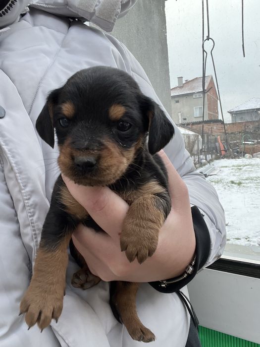 Черни бебета дайели