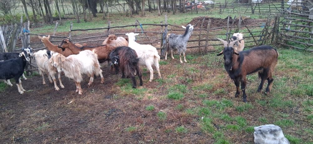 De vanzare capre 10 capre și un țap  sau schimb cu oi