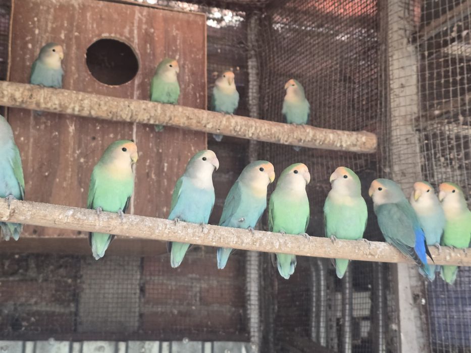 Vand papagali Agapornis