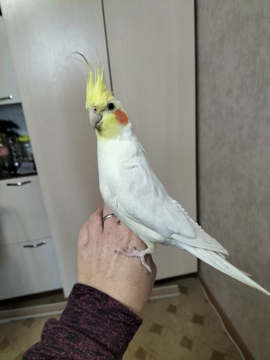 Продам  кореллу срочно Торг.