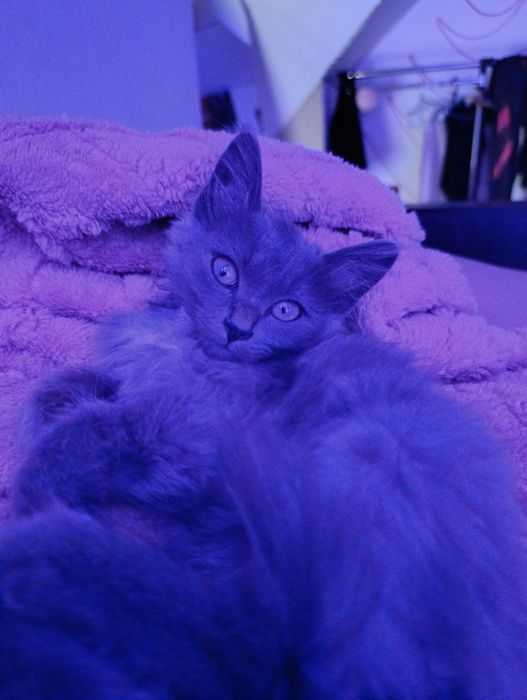 ОЧЕНЬ СРОЧНО В самые любящие руки котёнок девочка