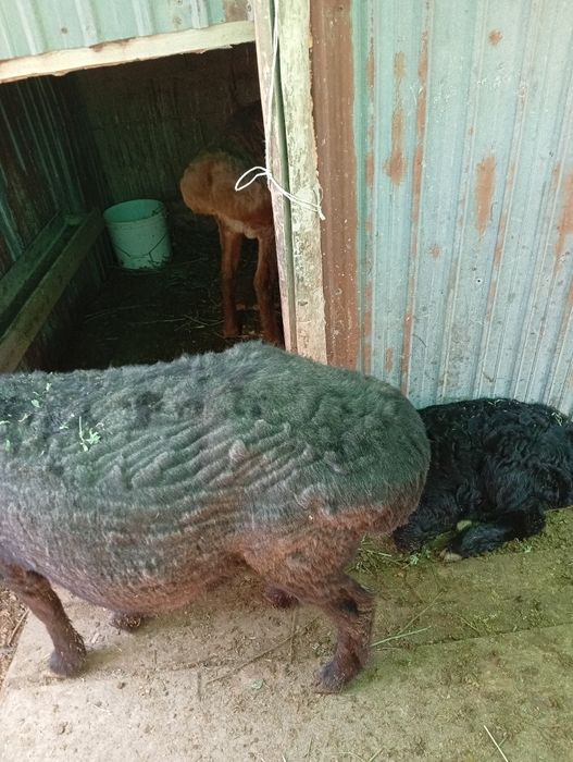 Қой қозысымен  Ешкі