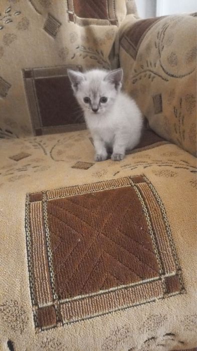 Котенок бесплатно
