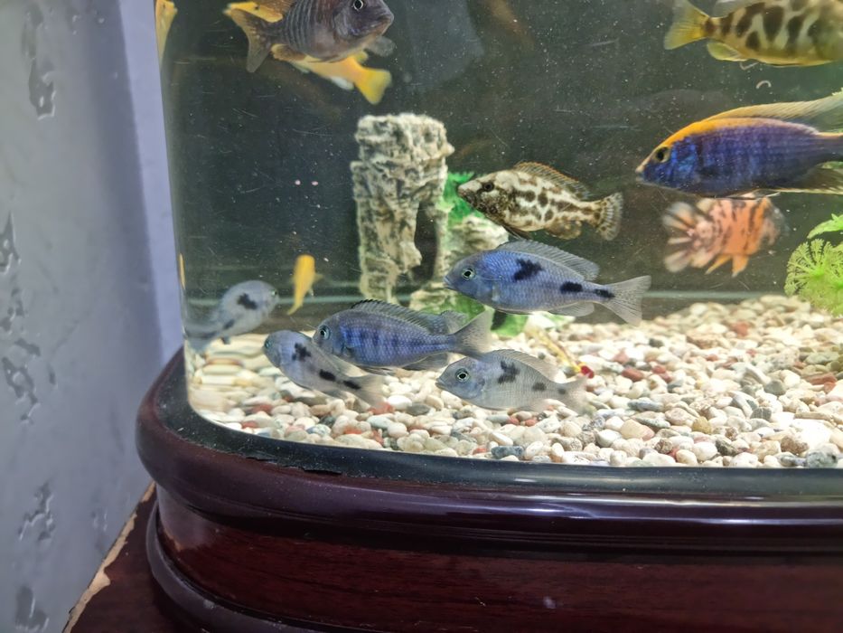 Продам рыбок не дорого