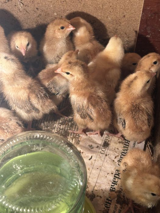 Продаются цыплята кучин