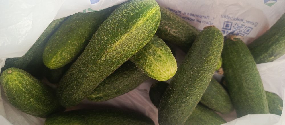 Продам продам огурци