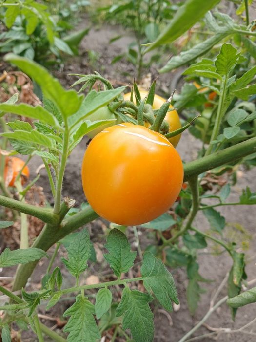 Продам домашние помидоры