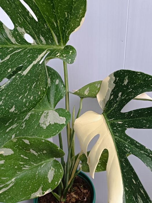 Продам Монстеру Тайское Созвездие