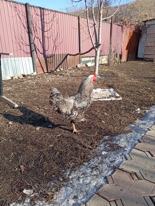 Петушки продам 5000 тнг