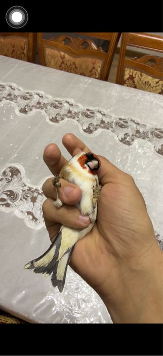 Черноголовый шегол