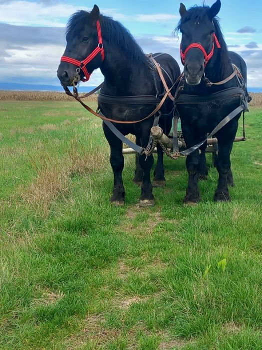Vând 2 armasari negri, 3 și 6 ani