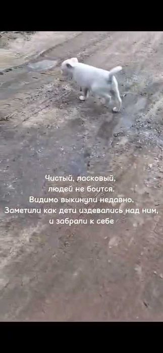 Найден щенок. Нужен дом!