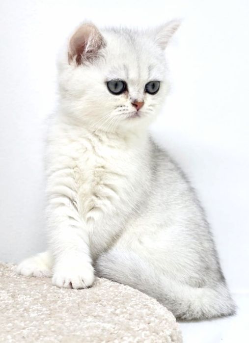 Котята британские зеленоглазые,аквамарин